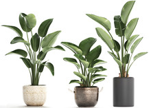 Tropical Plants Strelitzia In A Pot On White Background