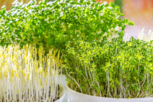 Three Different Microgreens In The Sunlight. Sprouts Of Green Lentils, Garden Cress And Arugula. Front View Of Green Seedlings, Young Plants And Cotyledons. Macro Food Photo.