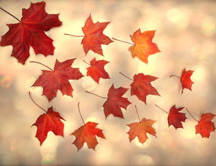 autumn background forest with maple trees and sunny beams