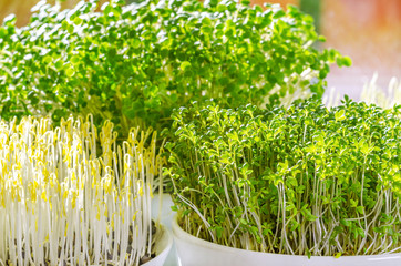 Three different microgreens in the sunlight. Sprouts of green lentils, garden cress and arugula. Front view of green seedlings, young plants and cotyledons. Macro food photo.