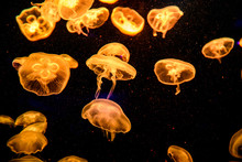 The Beautiful Jellyfish Under The Golden Neon Light In The Aquarium