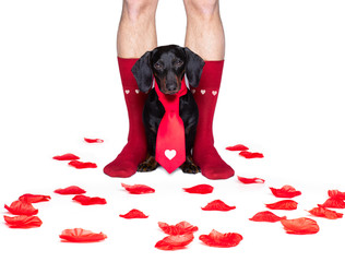 Canvas Print - valentines wedding dog in love