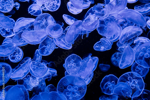 The beautiful jellyfish under the purple neon light in the aquarium Tableau sur Toile