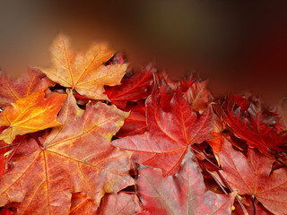 autumn background forest with maple trees and sunny beams