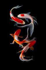 Wall Mural - Koi fish isolated on black background with clipping path
