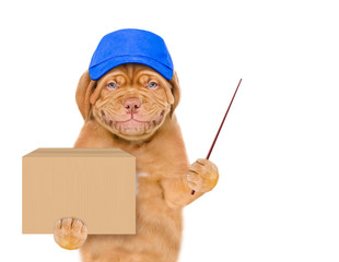 Aufkleber - Smiling puppy wearing a blue cap  holds big box and points away on empty space. isolated on white background