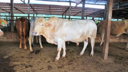 Wall Mural - Native cows stand in an animal stable.