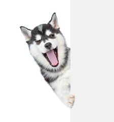 Poster - Laughing husky puppy winks with open mouth from behind empty white banner. isolated on white background
