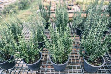 Wall Mural - Rosemary plant growing in the garden for extracts essential oil - Fresh rosemary nature herbs in the nursery greenhouse background