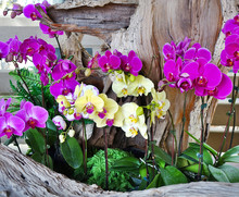 Tropical Butterfly Orchids Flower Arrangement