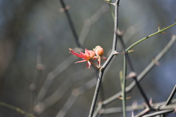 Wall Mural - rare shot of pink spring flower in spring season