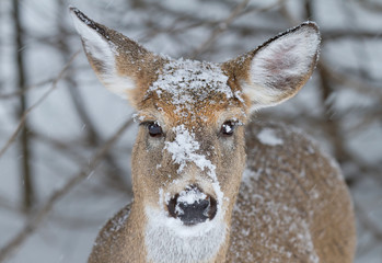 Wall Mural - Beautiful white-tailed deer female in the winter snow in Canada