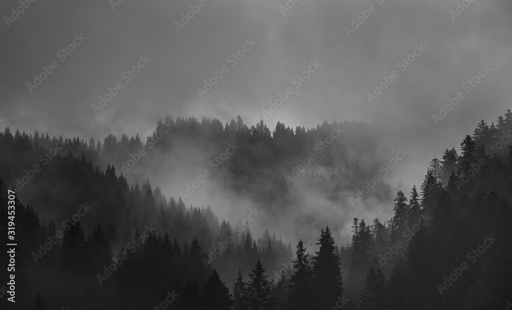 Misty Black and White Monochromatic Mountains with Forest shrouded in fog - obrazy, fototapety, plakaty 