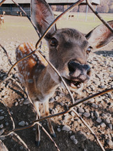 Deer Looking To Camera Through Fence In Farm. Nature, Beautiful Animals Concept