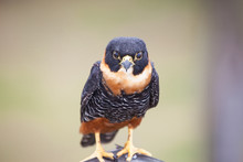 Hawk Portrait Of A Bird Of Prey Closeup. Birds And Animals Of The Tropics. Ornithology, World Tourism.