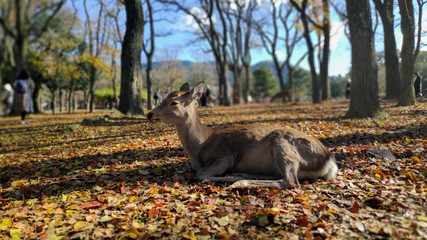 Wall Mural - Japanese deer resting at Nara Park with red maple leaves tree