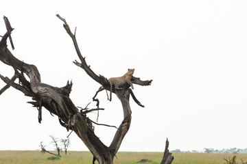 leopard lounging in a tree