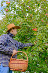Wall Mural - male farmer in a plaid shirt and a cowboy hat picks a crop of ripe apples in a wicker basket