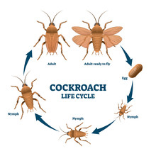 Cockroach Life Cycle Diagram, Vector Illustration Scheme