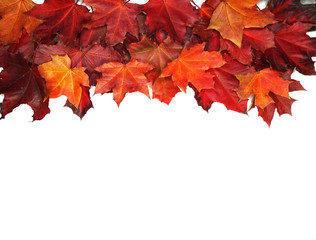 autumn background forest with maple trees and sunny beams