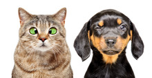 Portrait Of Cat And Dog With Eye Diseases Isolated On A White Background