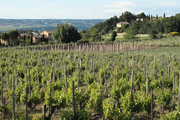 Poster - Vignes - Gigondas