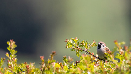 a male sparrow perched on the top of a hawthorn hedgerow against a soft focus background