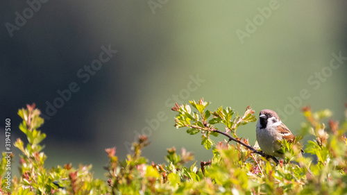 Cuadros en Lienzo A male sparrow perched on the top of a hawthorn hedgerow against a soft focus ba