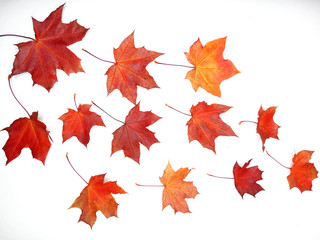 Wall Mural - autumn background forest with maple trees and sunny beams