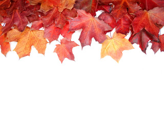 Wall Mural - autumn background forest with maple trees and sunny beams
