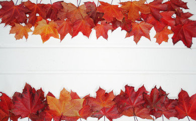 Wall Mural - autumn background forest with maple trees and sunny beams