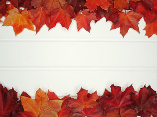Wall Mural - autumn background forest with maple trees and sunny beams