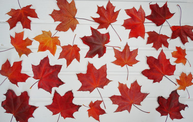 Wall Mural - autumn background forest with maple trees and sunny beams