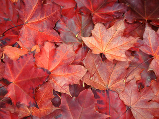 Wall Mural - autumn background forest with maple trees and sunny beams