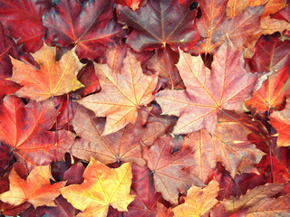 Wall Mural - autumn background forest with maple trees and sunny beams
