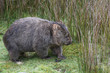 Tasmania, wombat