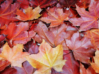 Wall Mural - autumn background forest with maple trees and sunny beams