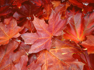 autumn background forest with maple trees and sunny beams