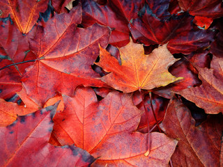 Wall Mural - autumn background forest with maple trees and sunny beams