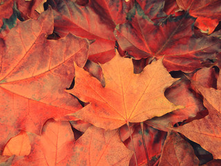 Wall Mural - autumn background forest with maple trees and sunny beams