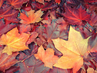 Wall Mural - autumn background forest with maple trees and sunny beams