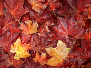 Wall Mural - autumn background forest with maple trees and sunny beams
