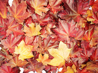 Wall Mural - autumn background forest with maple trees and sunny beams