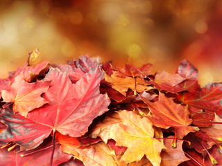 Wall Mural - autumn background forest with maple trees and sunny beams