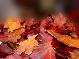 autumn background forest with maple trees and sunny beams