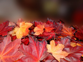 Wall Mural - autumn background forest with maple trees and sunny beams