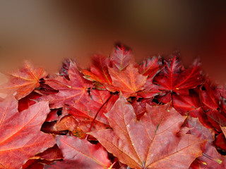 Wall Mural - autumn background forest with maple trees and sunny beams