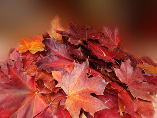 Wall Mural - autumn background forest with maple trees and sunny beams