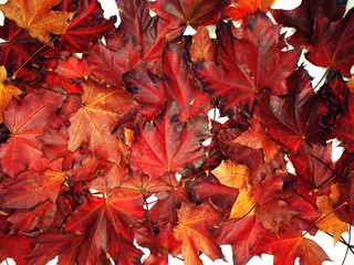 autumn background forest with maple trees and sunny beams