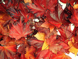 Wall Mural - autumn background forest with maple trees and sunny beams